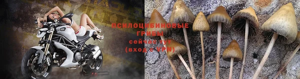 ПСИЛОЦИБИНОВЫЕ ГРИБЫ Майский